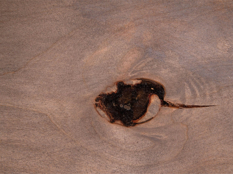 Close-up of the Nora Buffet - Barn Wood by James+James showing a dark, irregularly shaped knot at the center, surrounded by varying shades of brown and tan wood grain patterns. The texture is smooth with subtle color variations, highlighting the natural imperfections of the wood.